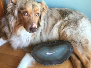 One of my flat-lapping results: a large Brazilian agate. (Dog provided for scale.)